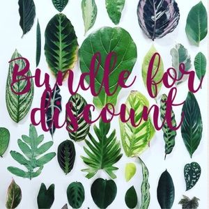 🍃 *•.•* 🌱 *•.•* 🌿